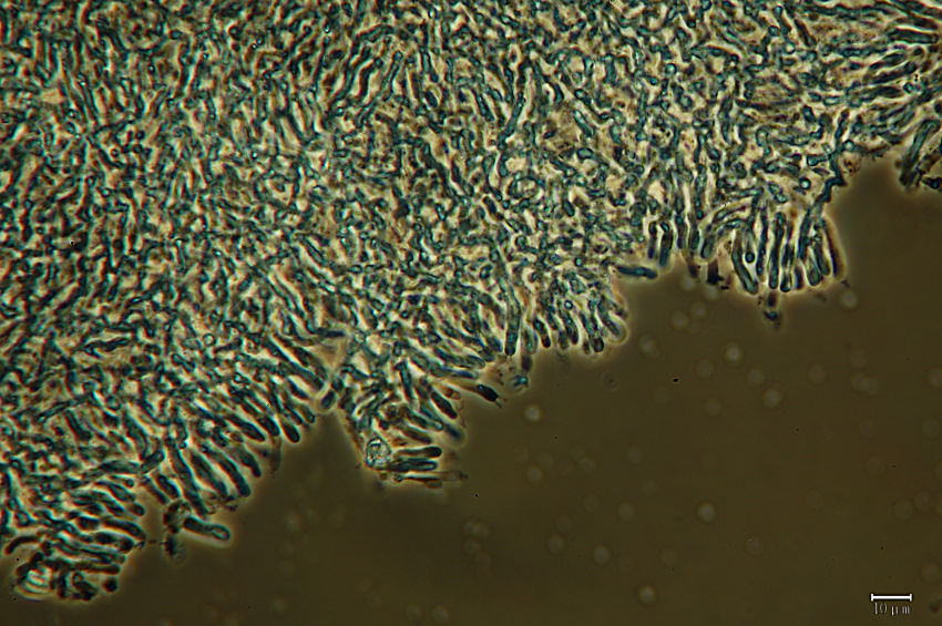 Lavoro - Crosta foto 0577 (Dacryobolus sudans)